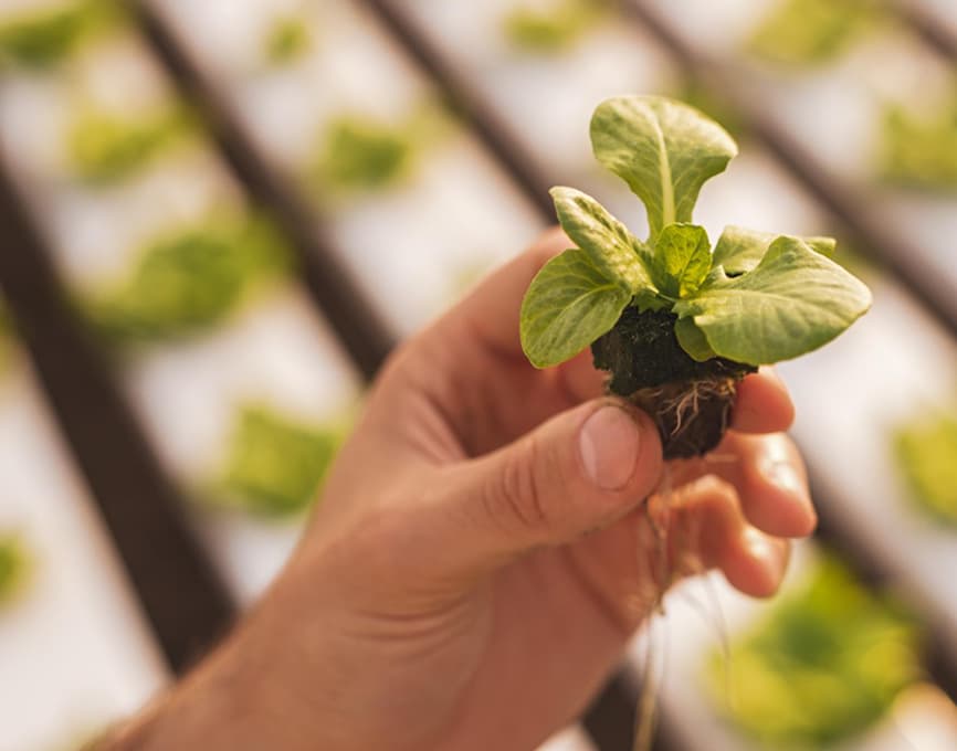 Biotech and Smart Agriculture