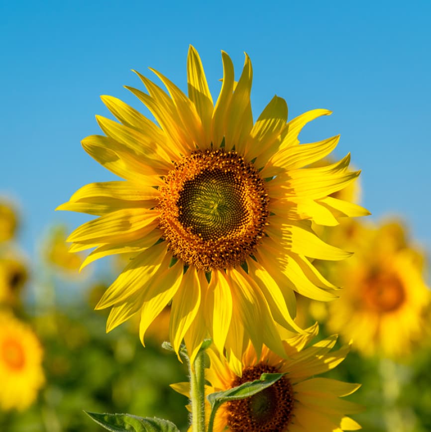 Sunflower Faith